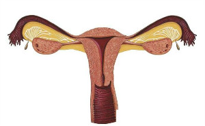 卵巢早衰会出现什么特点呢?哪些食物对女性卵巢有好处?